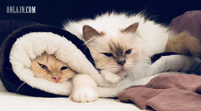 Elsa och Oscar